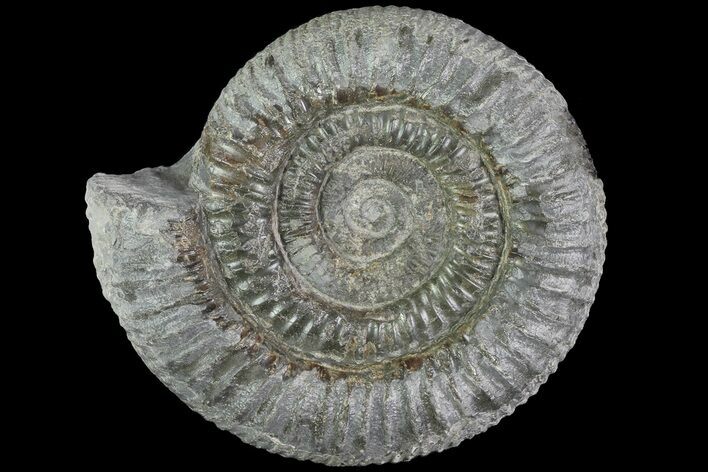 Dactylioceras Ammonite Fossil - England #84930